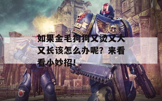 如果金毛狗狗又烫又大又长该怎么办呢？来看看小妙招！