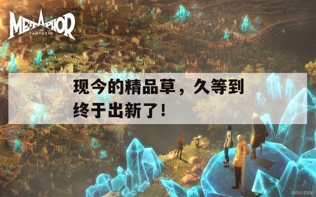 现今的精品草，久等到终于出新了！